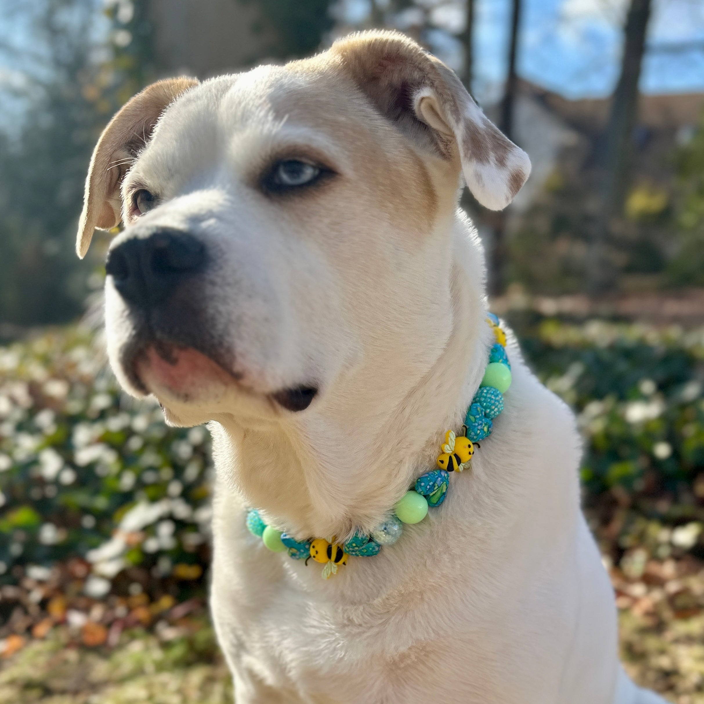 Bee Mine Bead Dog Collar