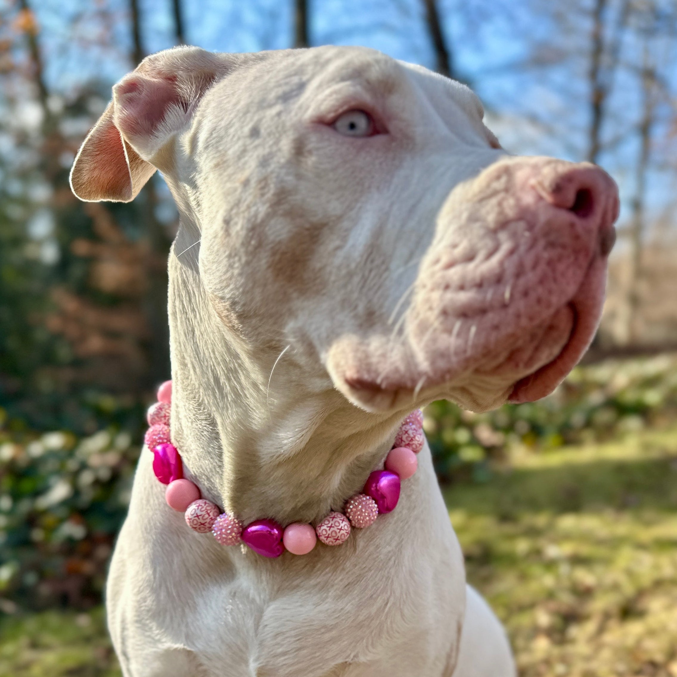 XO Pup Bead Dog Collar