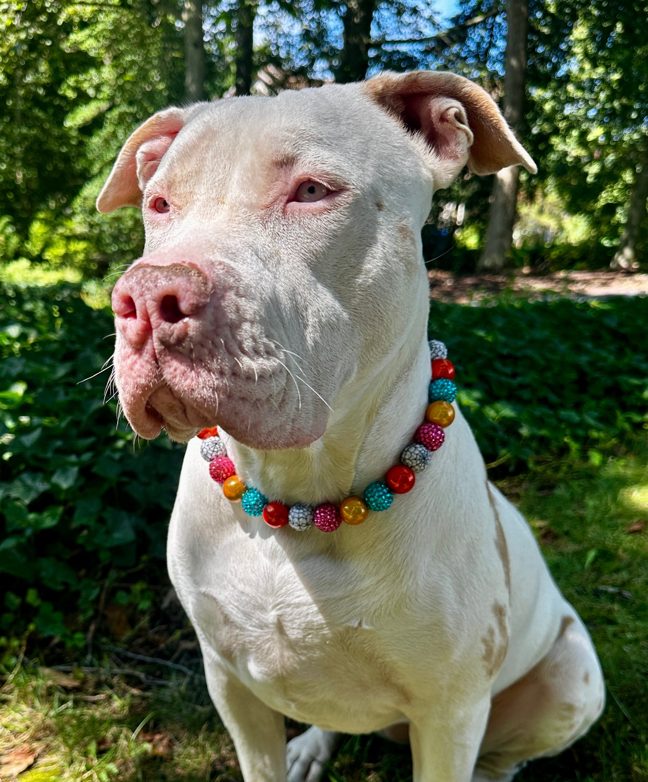 Spider Sparkle Bead Dog Collar