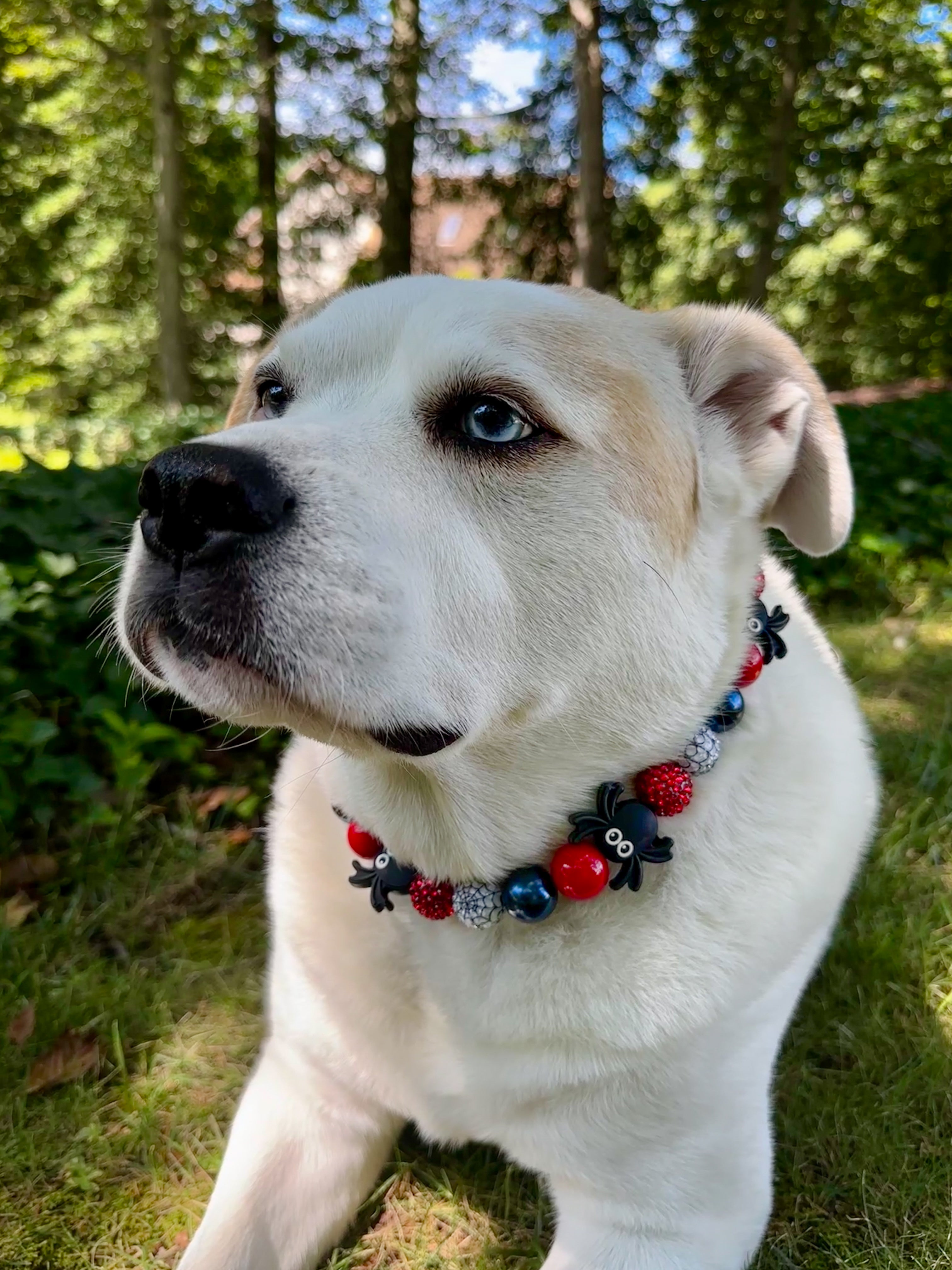 Web Slinger Bead Dog Collar