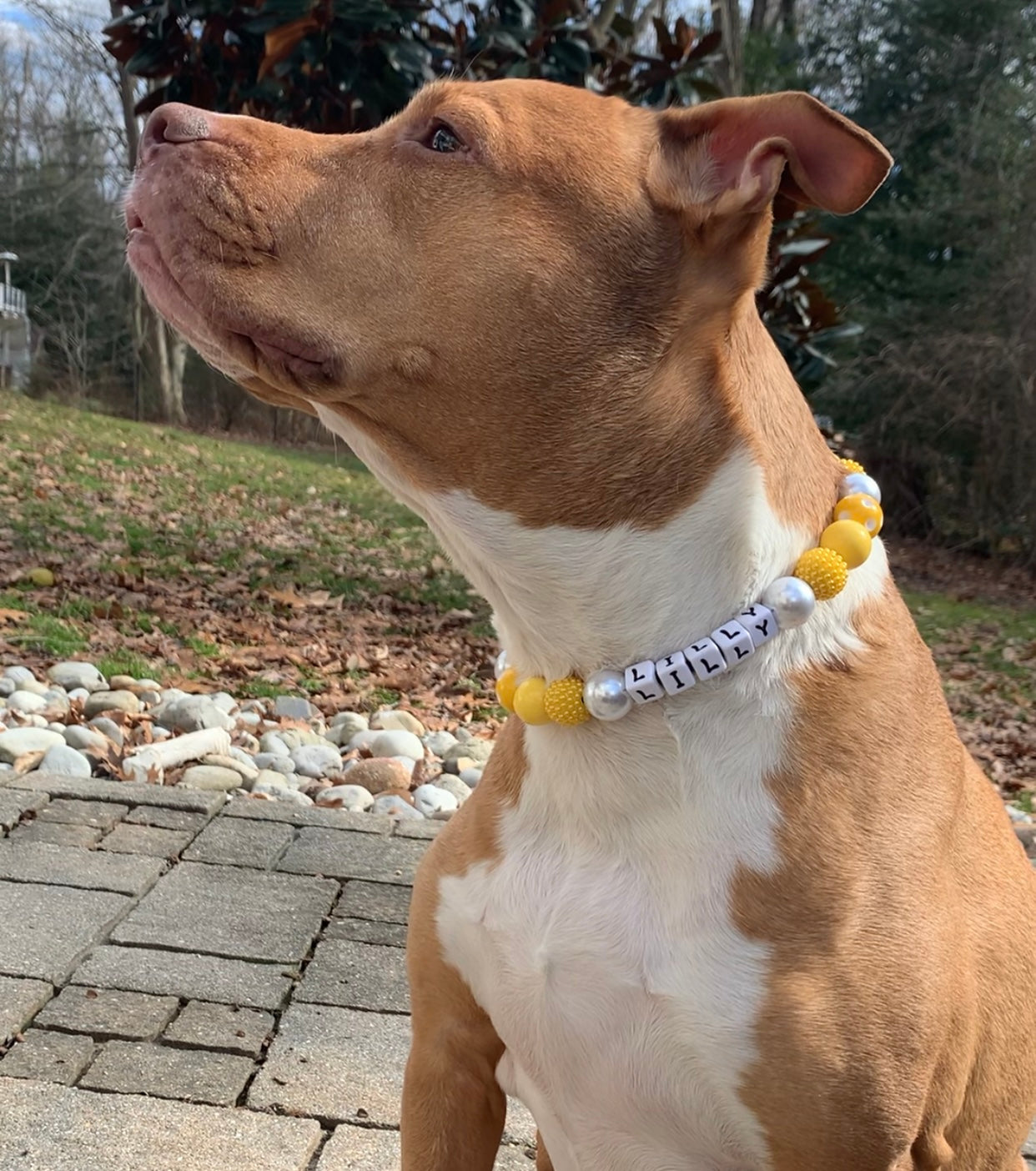 Limoncello Large Bead Dog Collar