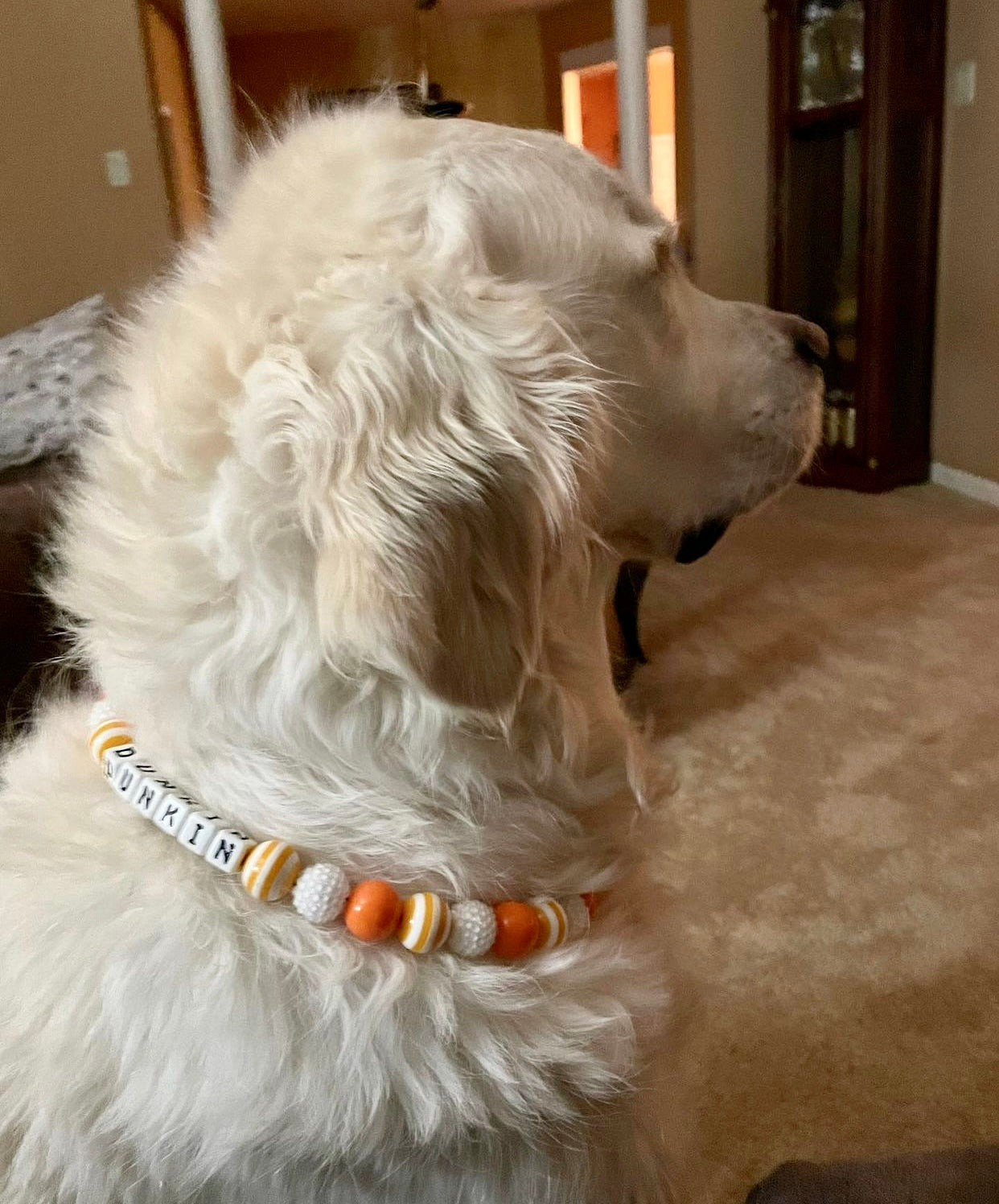 Orange Creamsicle Large Bead Dog Collar