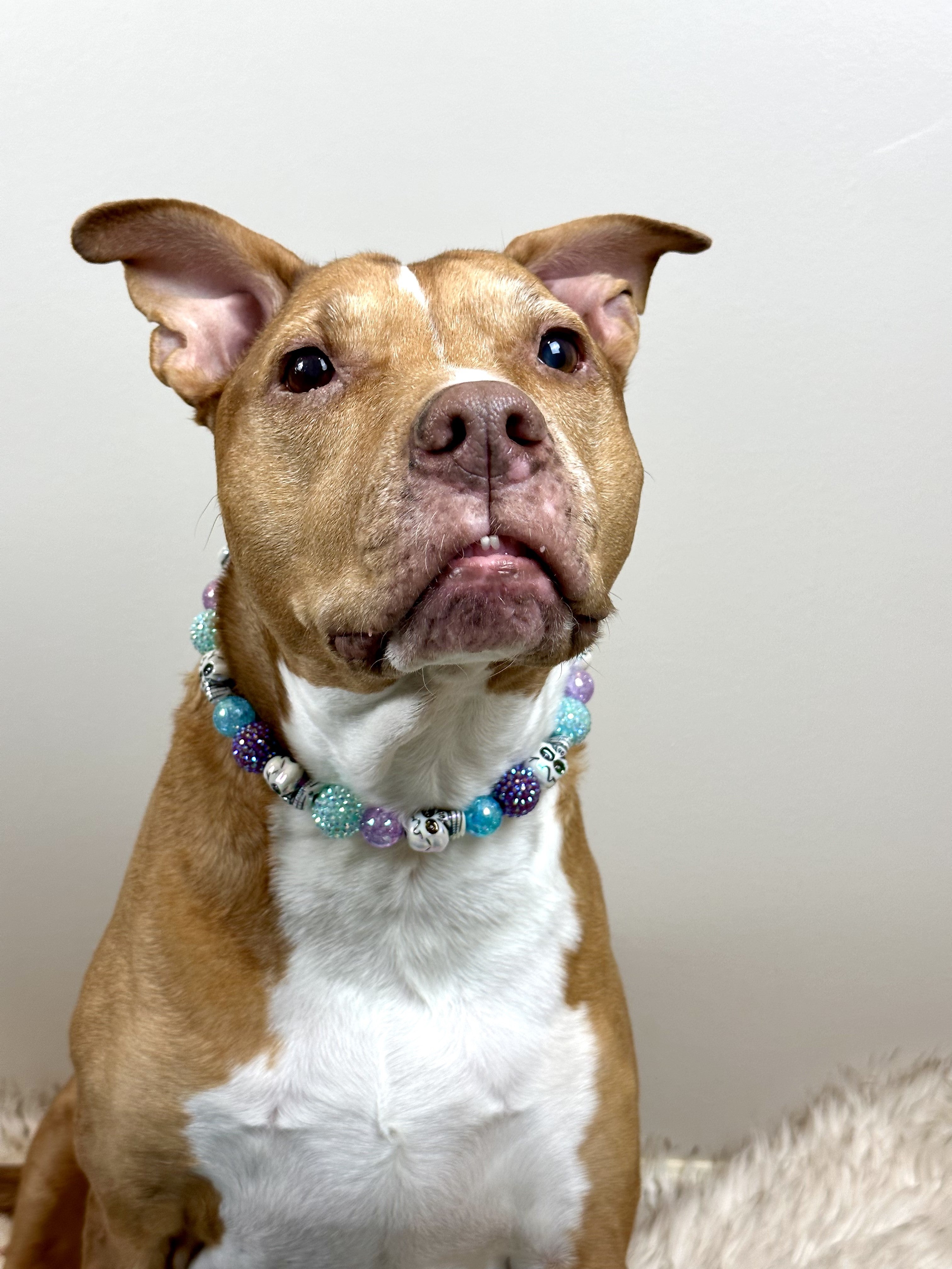 brown and white dog modeling Pastel skull bead dog necklace.