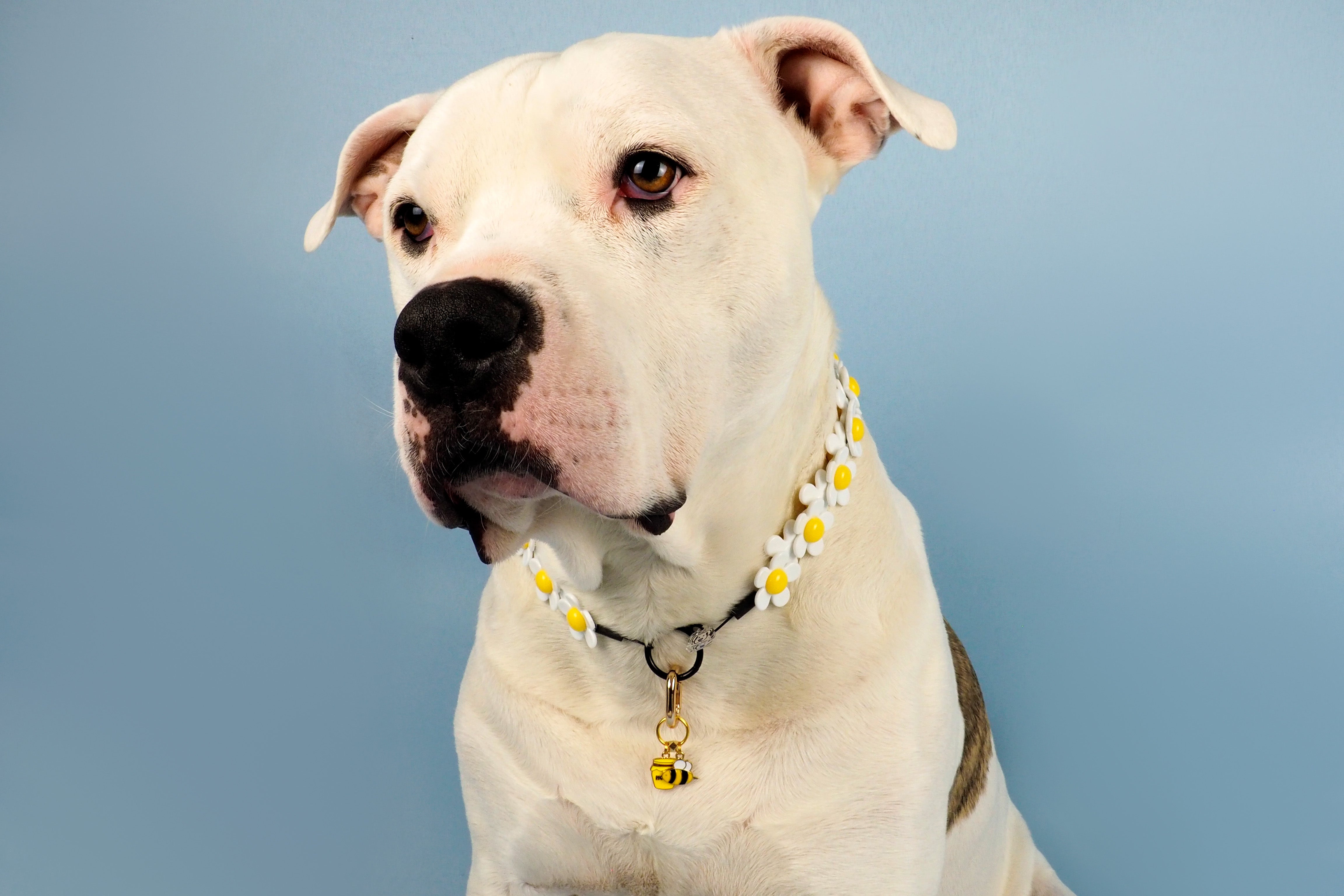 MEDIUM Crazy Daisy Dog Bead Collar
