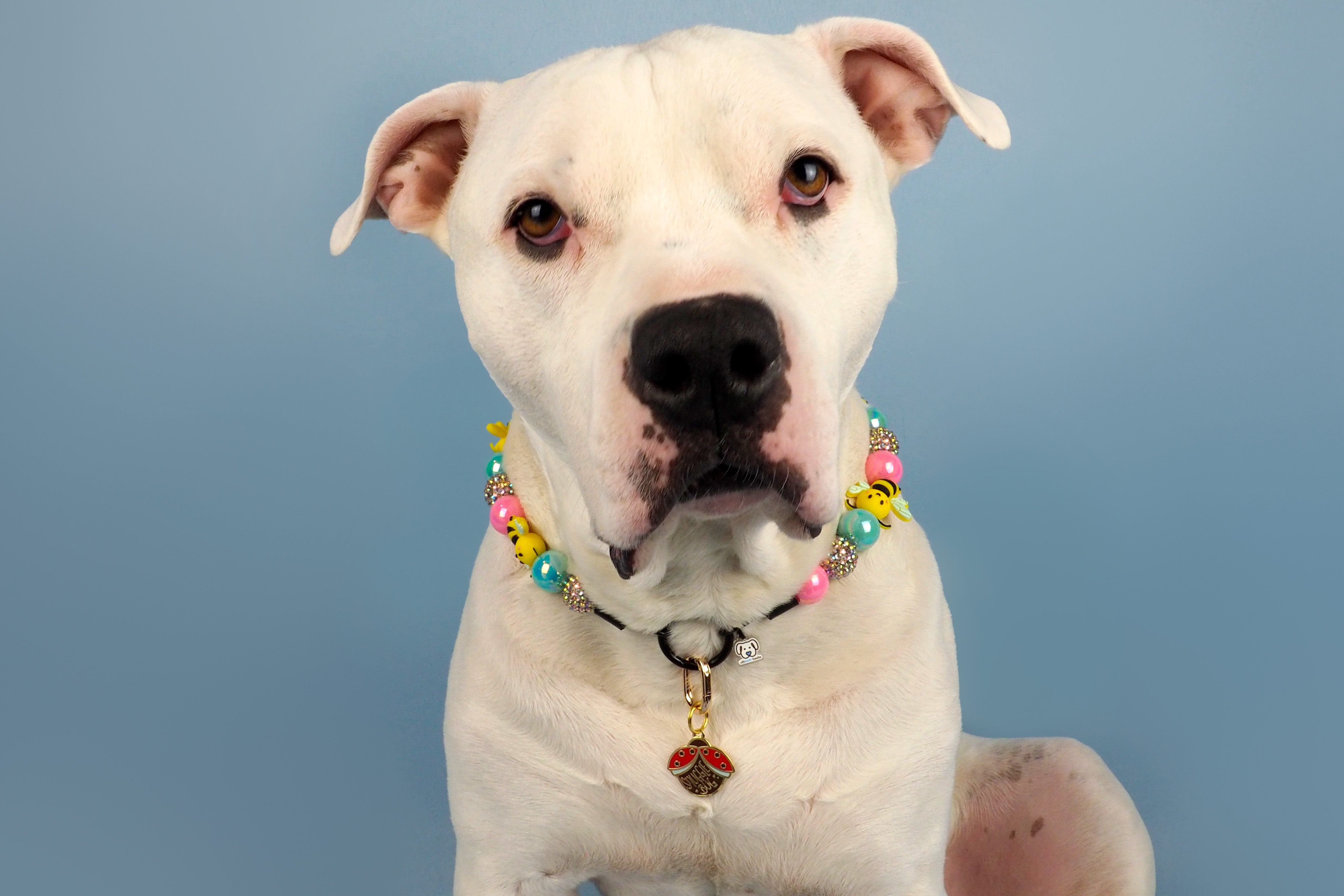 Snuggle Bug Enamel Pet ID Tag