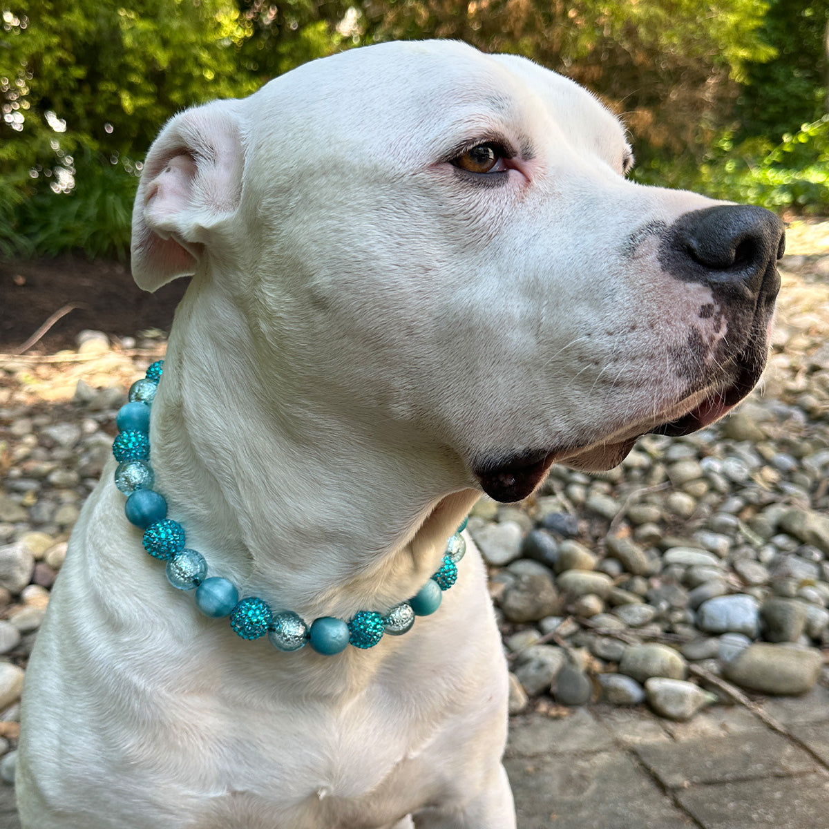Sea Glass Bead Dog Collar
